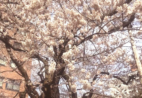 盛岡の桜